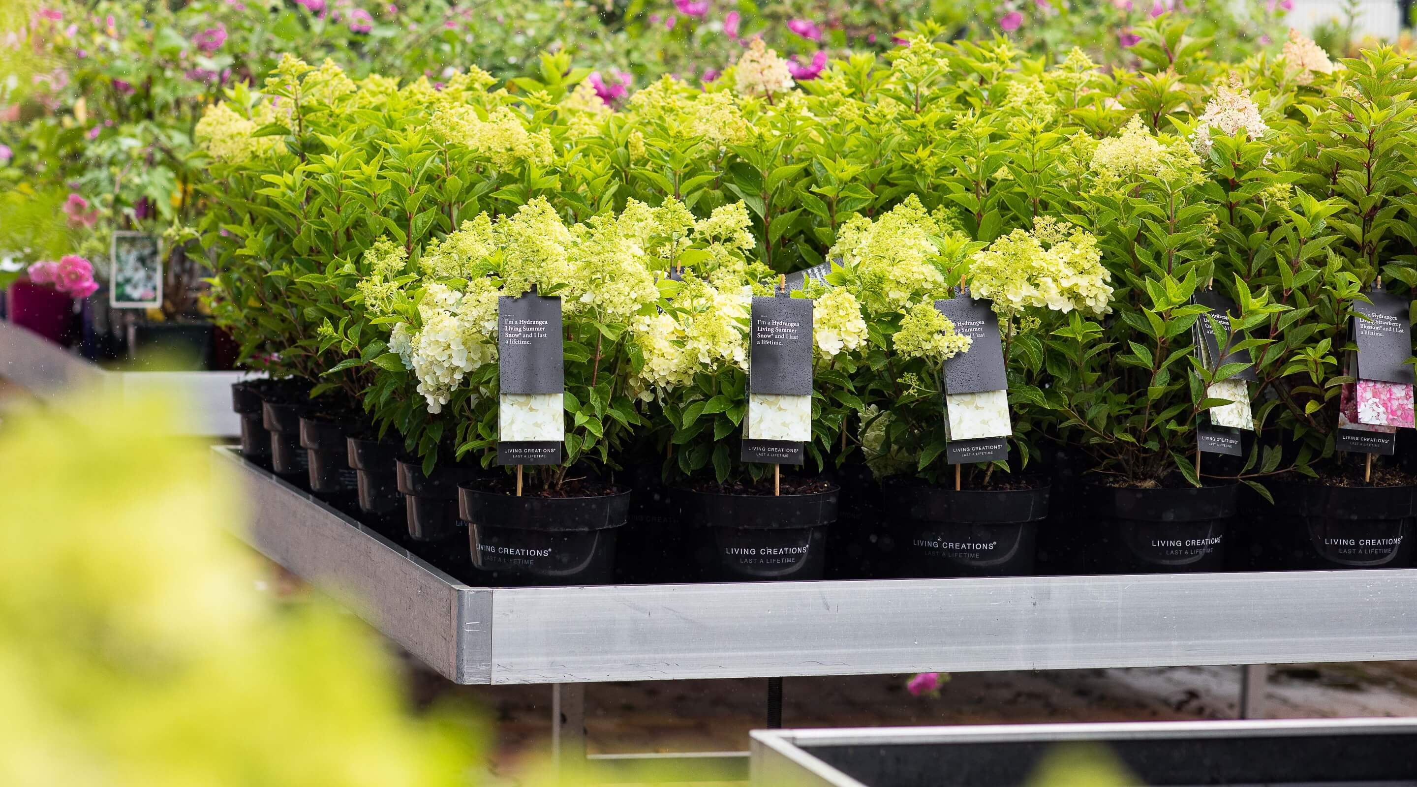 Living Creations Hydrangeas in a garden center