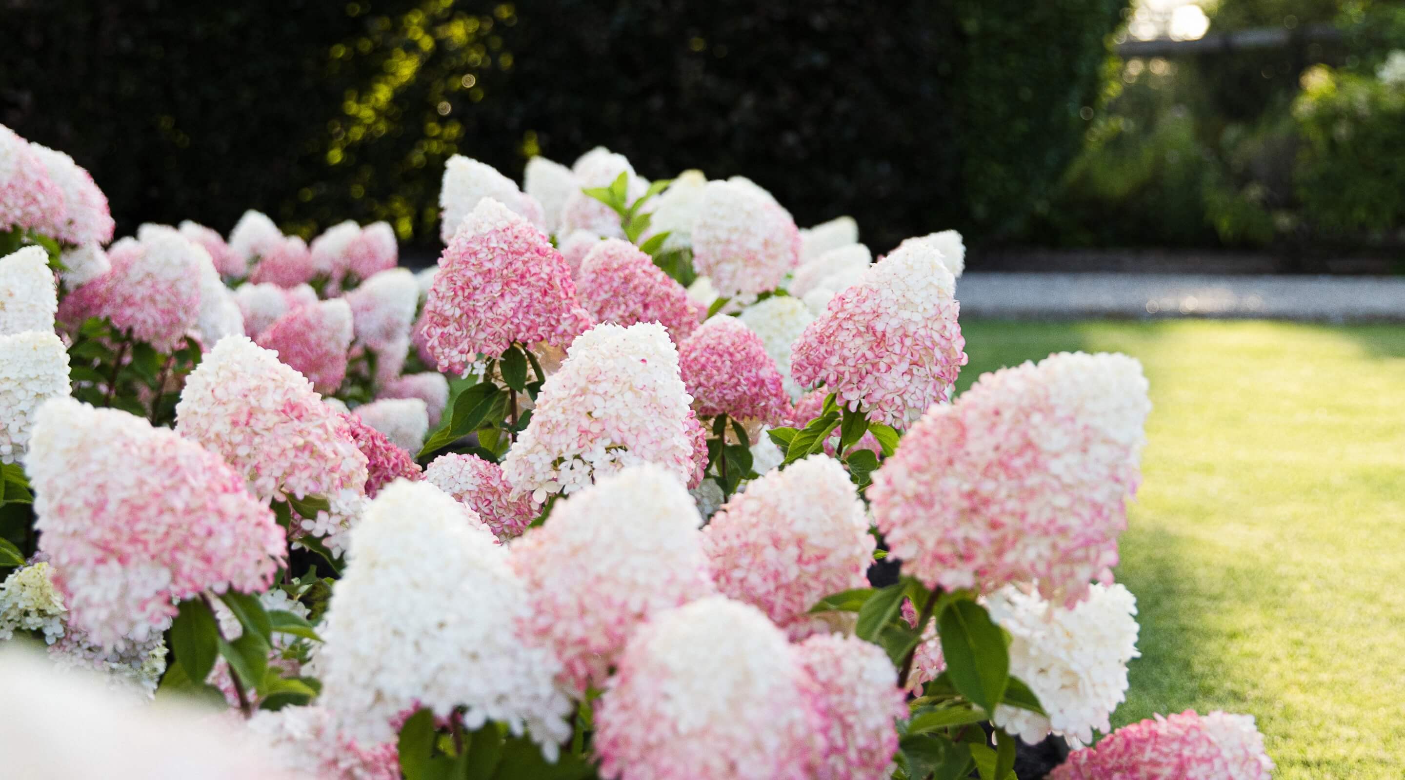 Hydrangea pan. Living Pink & Rose®