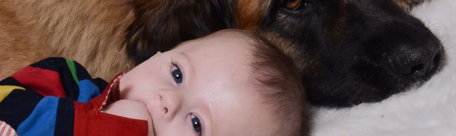 Dog and baby