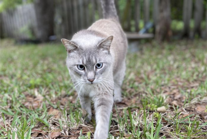 Silver cat walking on grass