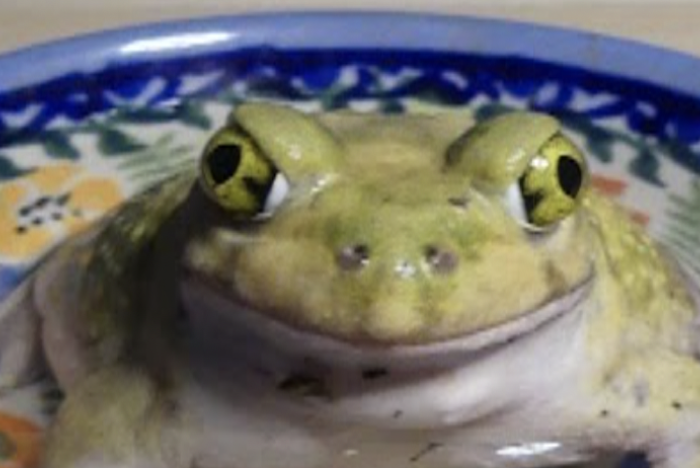 Frog sitting in a dish