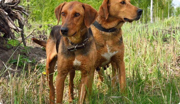 two brown dogs standing in tall grass