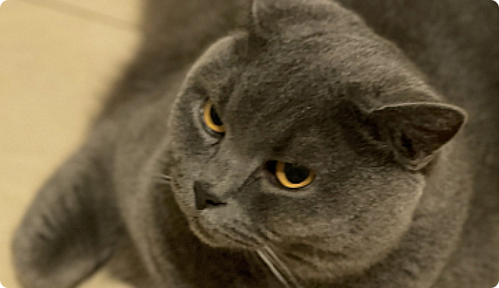 Close up of Black cat