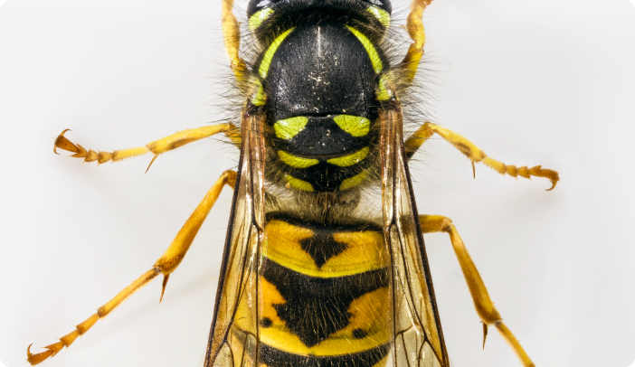 Zoomed in image of a Wasp