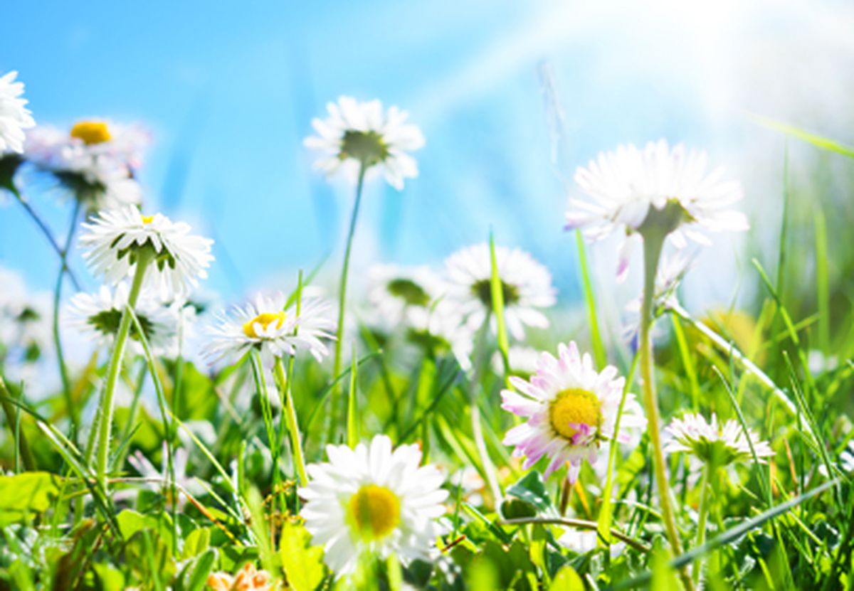 A flower meadow with white blossoms and a blue sky.